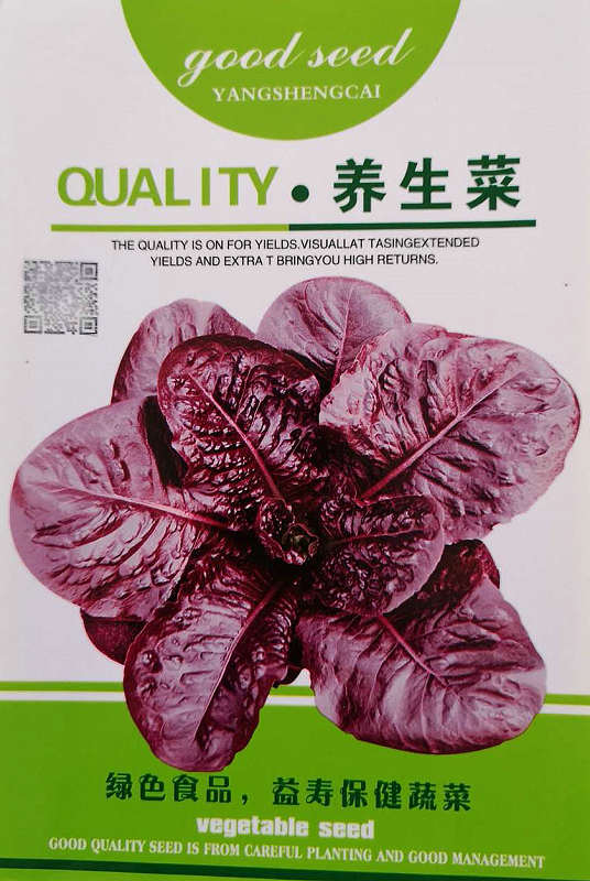 养生菜——紫红保健菜